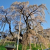 福島　三春の滝桜Ⅱ