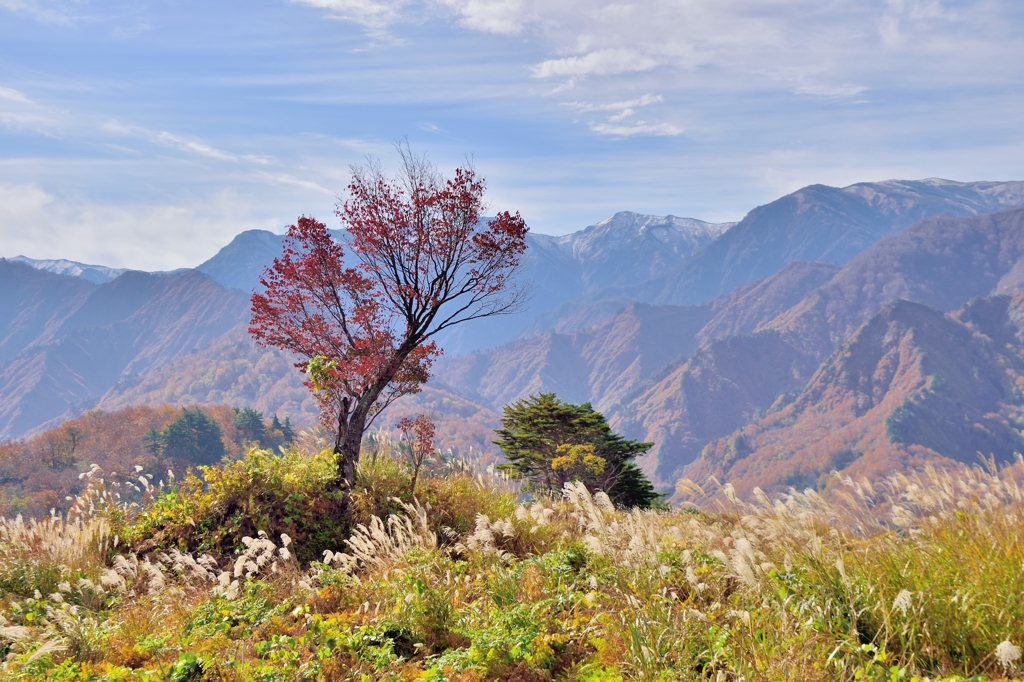 樽口峠の一本桜