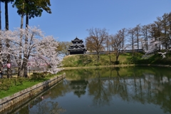 高田の桜