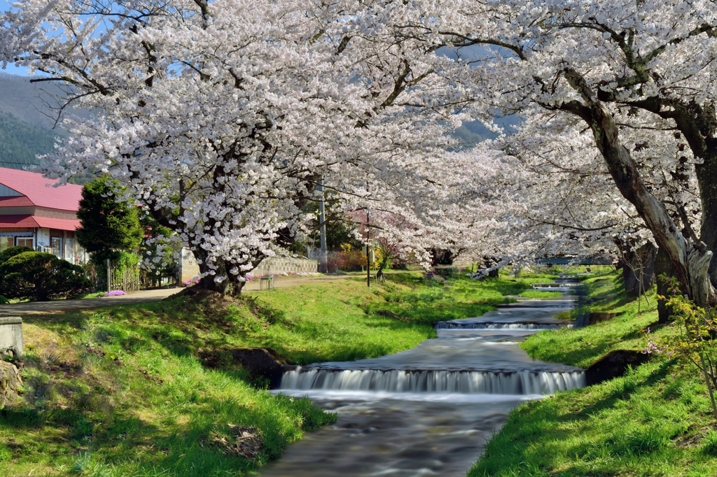 観音寺川の桜並木