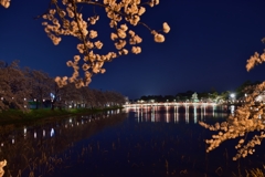 新潟　高田の夜桜