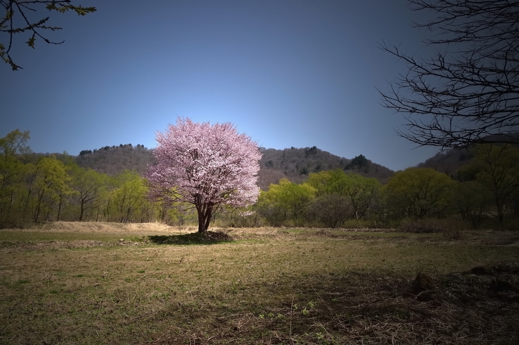 山里桜　一本桜