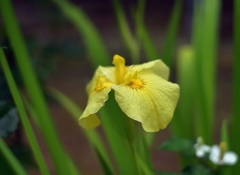 我が家の菖蒲