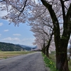 夏井の千本桜