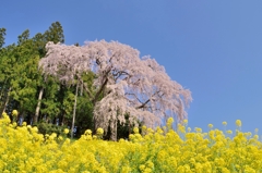 福島　合戦場の桜