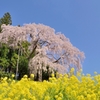 福島　合戦場の桜