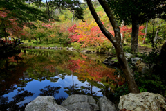 弥彦　もみじ谷　紅葉