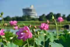 蓮の楽園