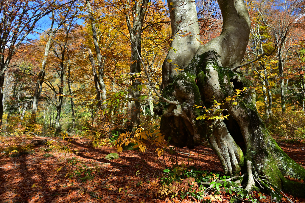 奥胎内の紅葉　Ⅲ