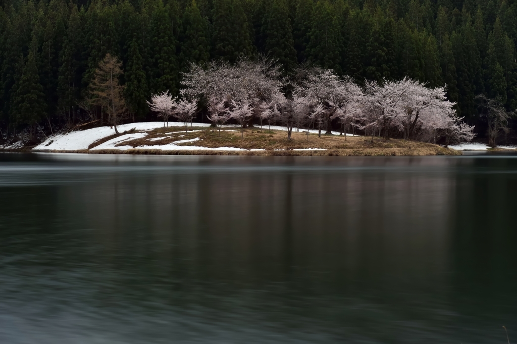中子の桜