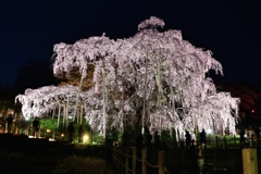 三春の滝桜ライトアップ