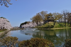 新潟　高田の桜