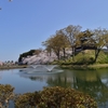 新潟　高田の桜