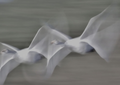 どうしても 写したって