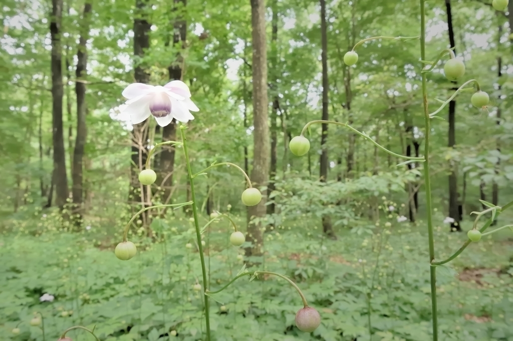 森の妖精・・・