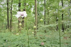 森の妖精・・・