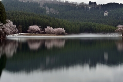 中子の桜