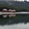 中子の桜