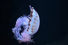 加茂水族館