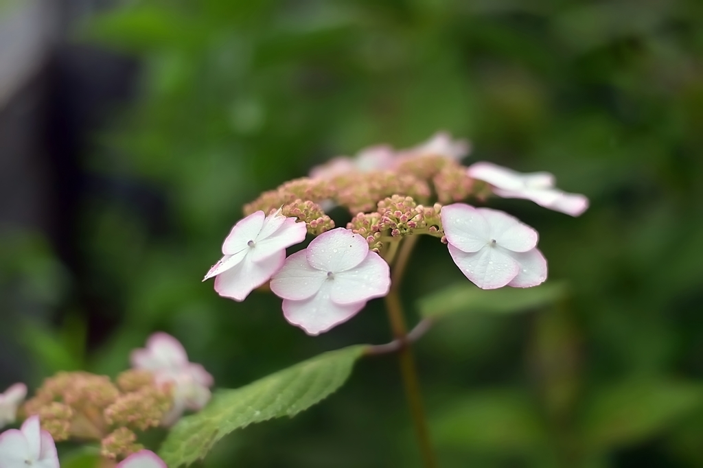 我が家の額紫陽花