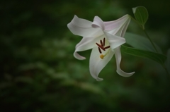 ひめやかに・・・