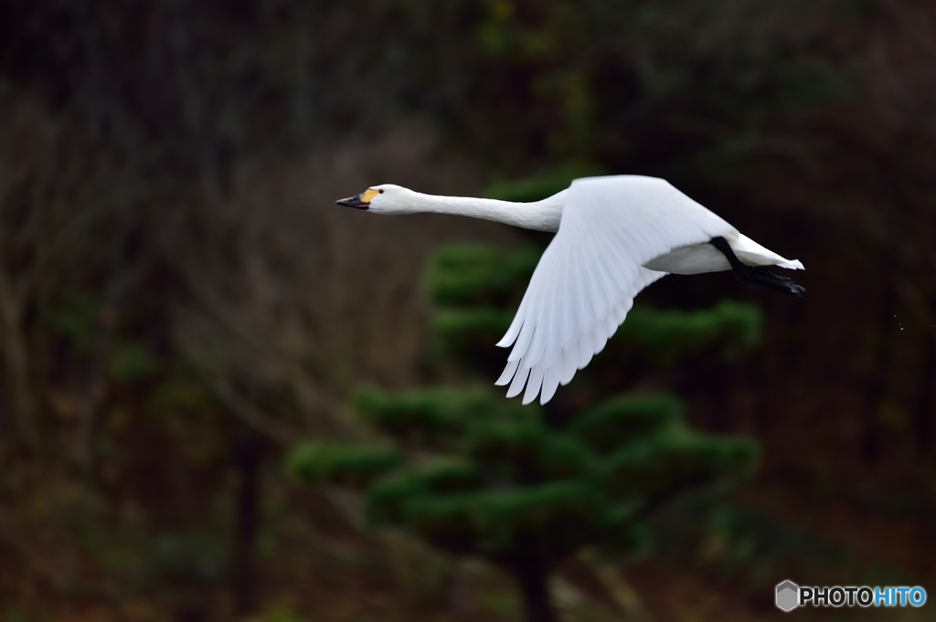 松と白鳥？