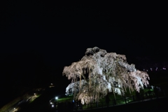 昨年の「三春の滝桜」