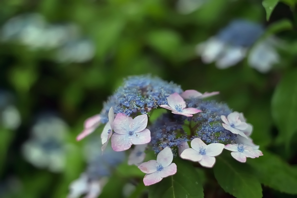 我が家の花