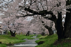 観音寺川の桜