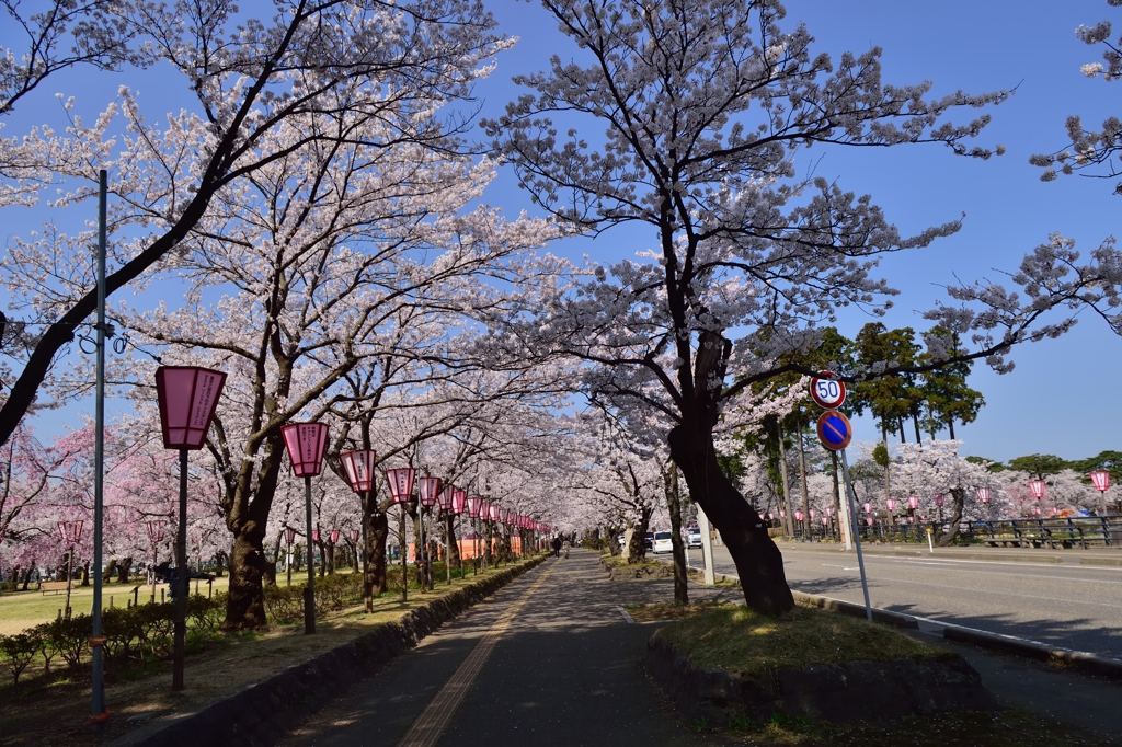 高田の桜