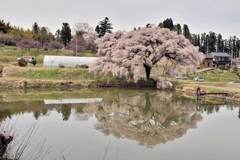 芳水の桜