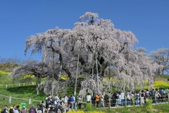 三春の滝桜