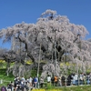 三春の滝桜