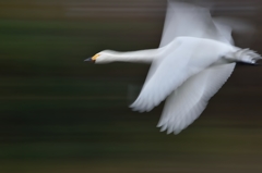 明日を信じて【3、11大震災 心の傷を癒してください】