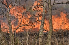 福島潟の葦焼き