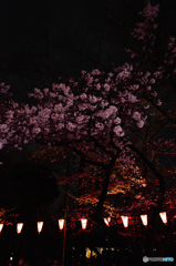 夜桜