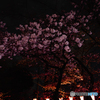 夜桜