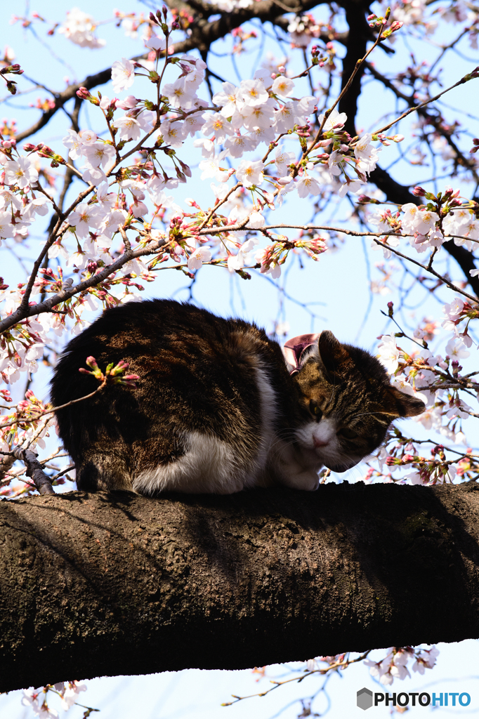 チェシャ猫と桜