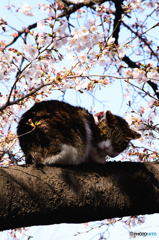 チェシャ猫と桜