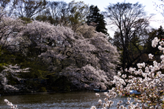 2014/04/04/池のそばに咲く桜