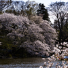 2014/04/04/池のそばに咲く桜