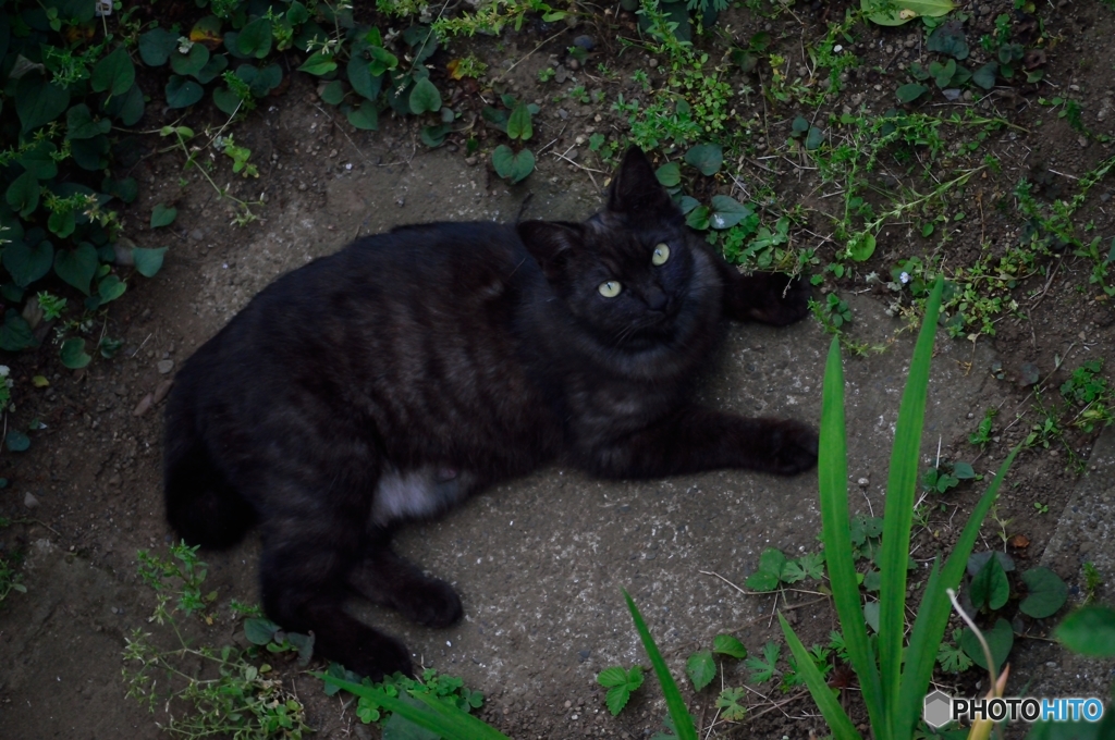 上を見上げる猫