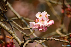 華