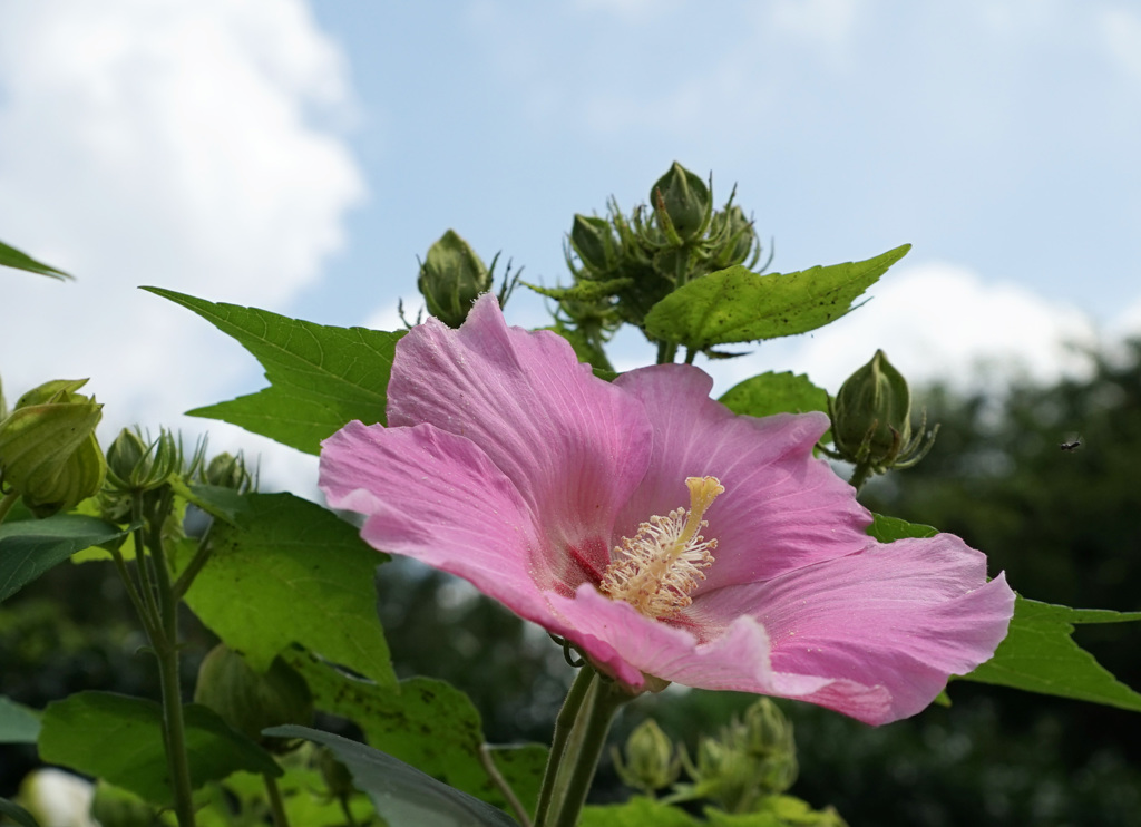 猛暑の芙蓉