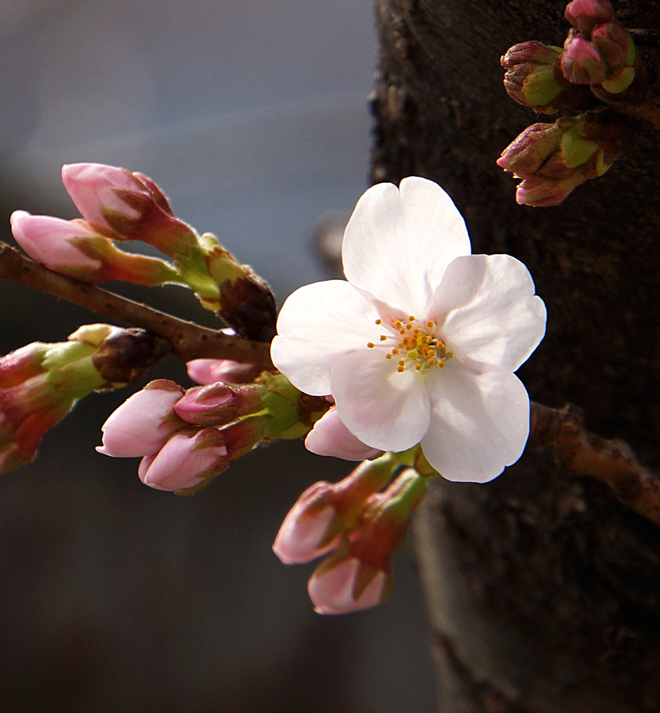 開花