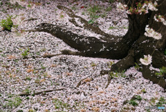 桜の絨毯　１