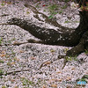 桜の絨毯　１