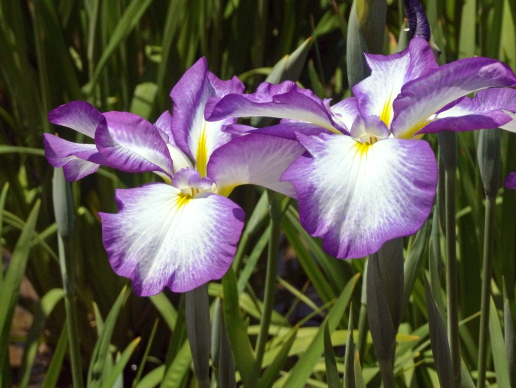 堀切菖蒲園2