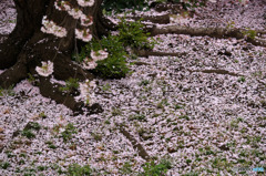 桜の絨毯　２