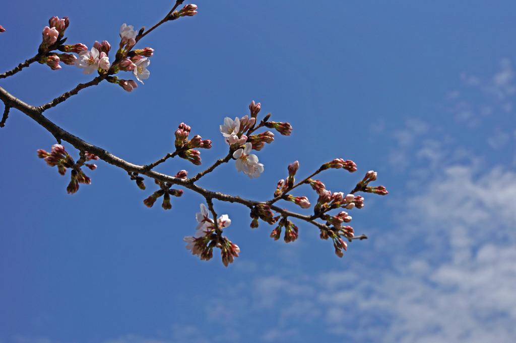 開花と青空
